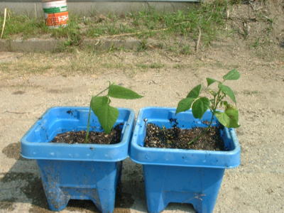 授業の実際２ 植物の成長の条件